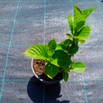 Hortenzia kalinolistá (Hydrangea macrophylla) ´RED BARON´ - výška 10-20 cm, kont. C1,5L